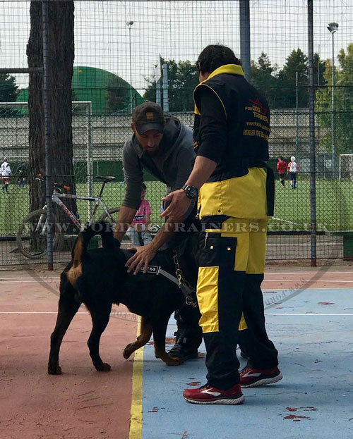 Dog Training Suit for IPO